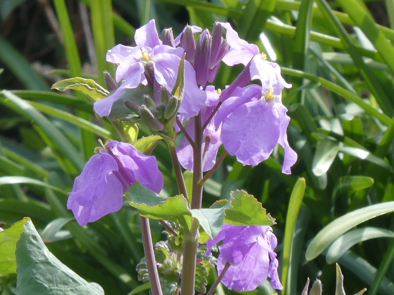 花ダイコンの花