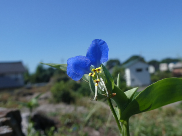 ムラサキ露草