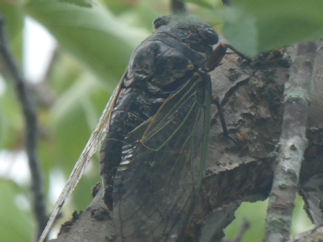 クマゼミ近くで鳴く<br>