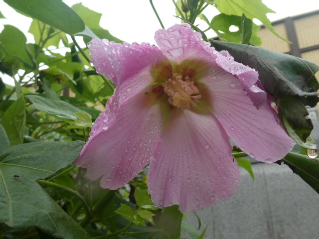 芙蓉開花