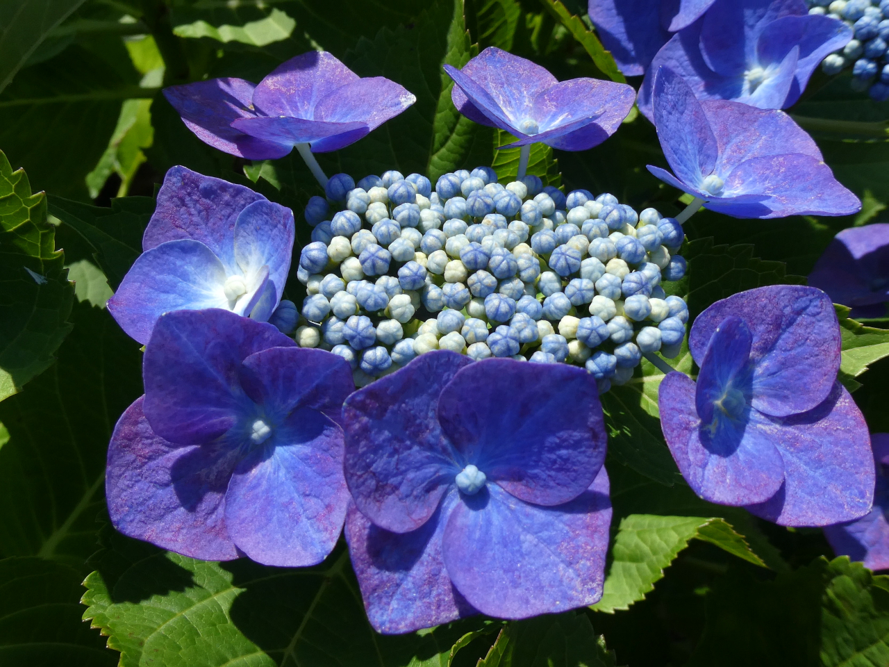 6月の花 アジサイ