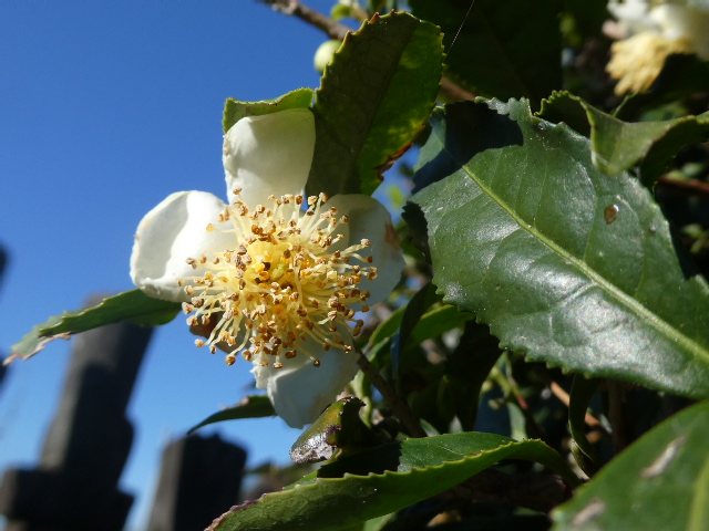 お茶の花