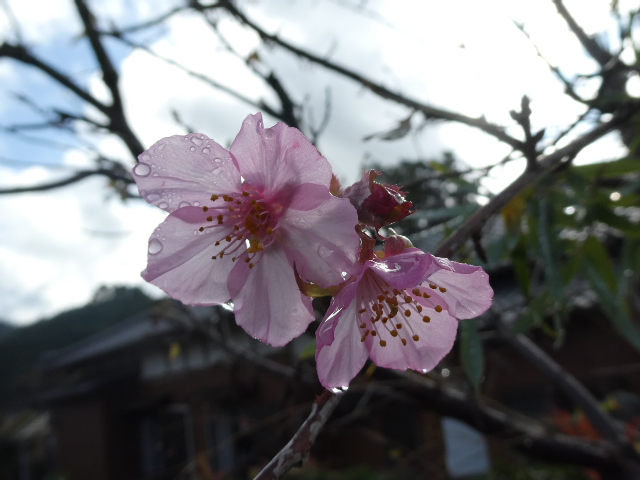 河津桜咲きました