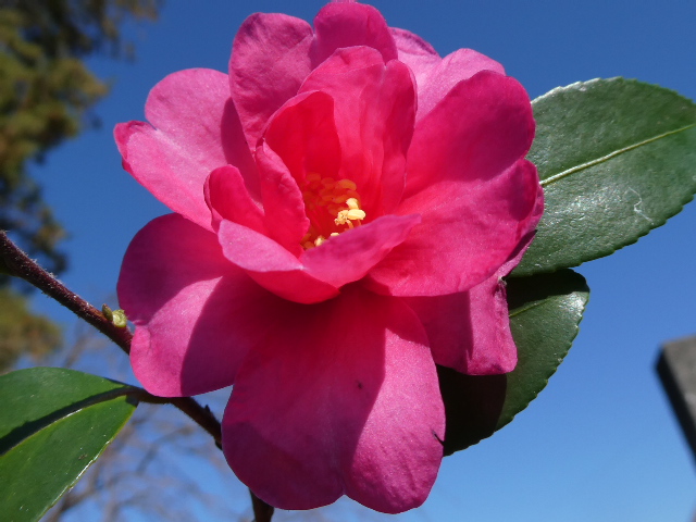 さざんか咲きました