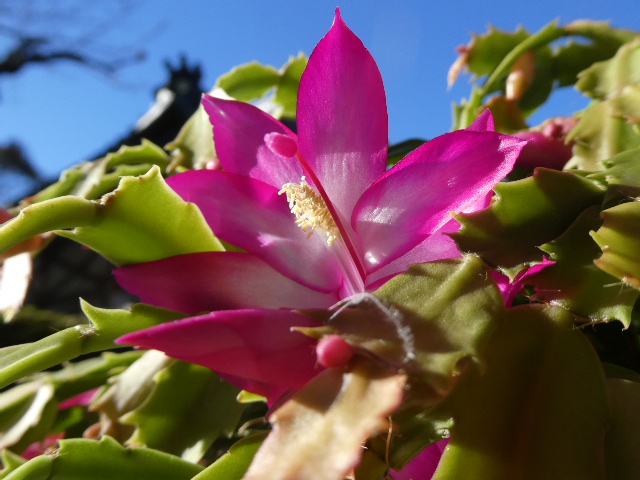 シャコバサボテン開花