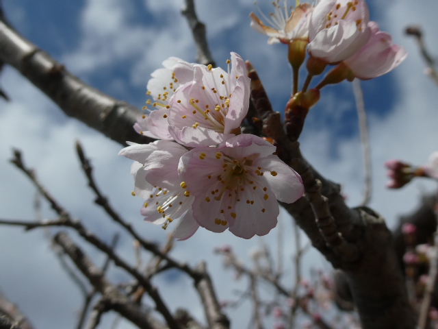 さくらんぼの花
