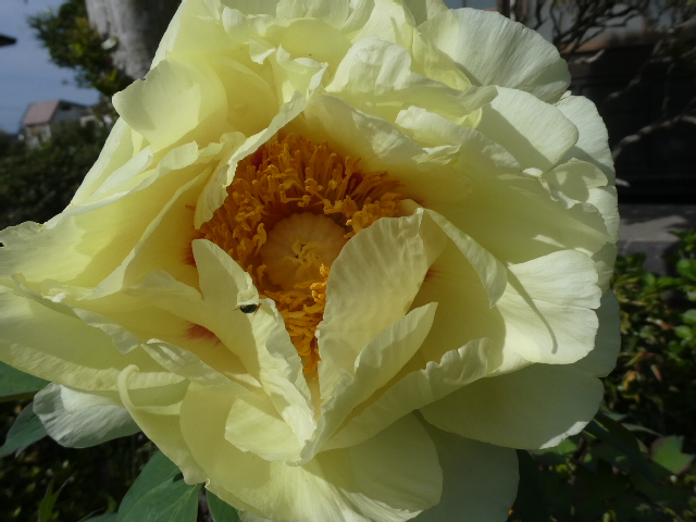 黄色い牡丹「黄冠」