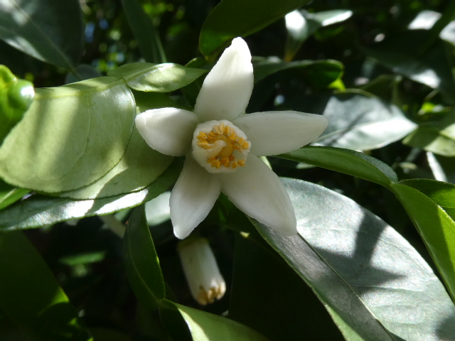 柑橘類の花