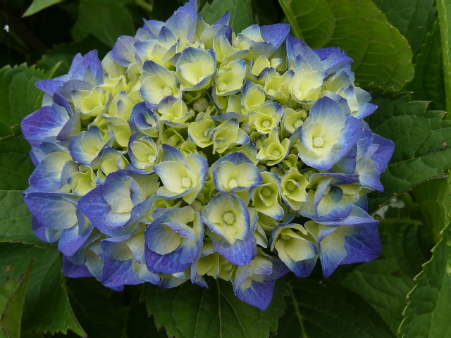 アジサイ