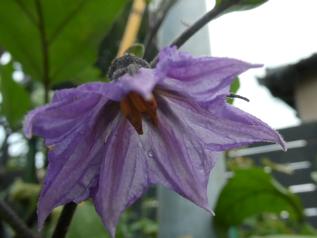ナスの花