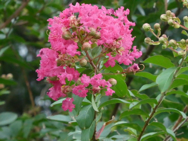 サルスベリの花