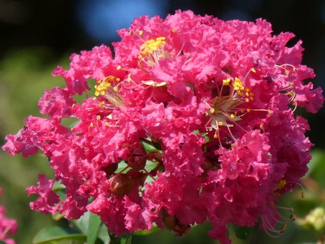 サルスベリの花満開