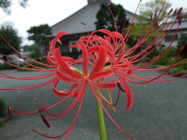 彼岸花