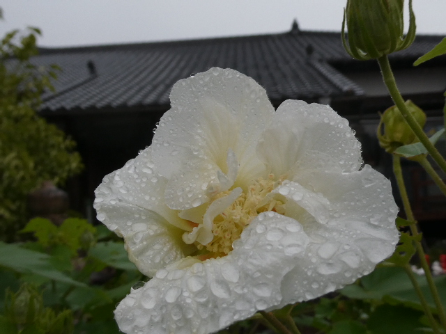 酔芙蓉