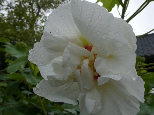 雨の酔芙蓉