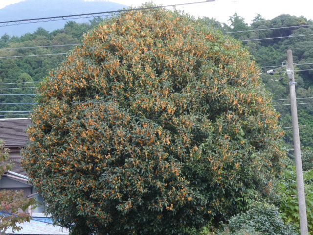 木犀