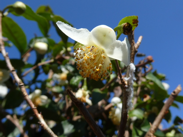 お茶の花