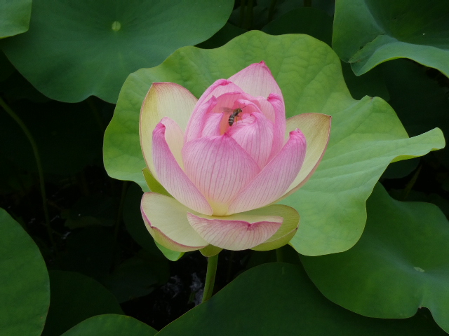 ハスが開花しました。