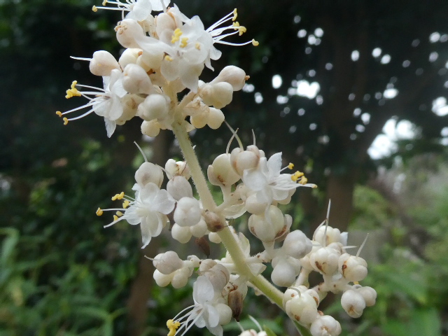 ヤブ茗荷の花