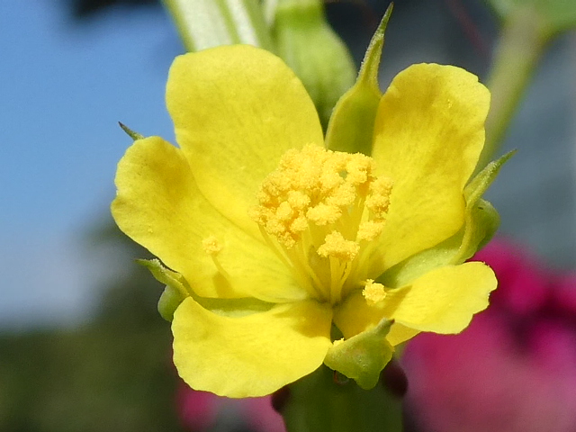 モロヘイヤの花