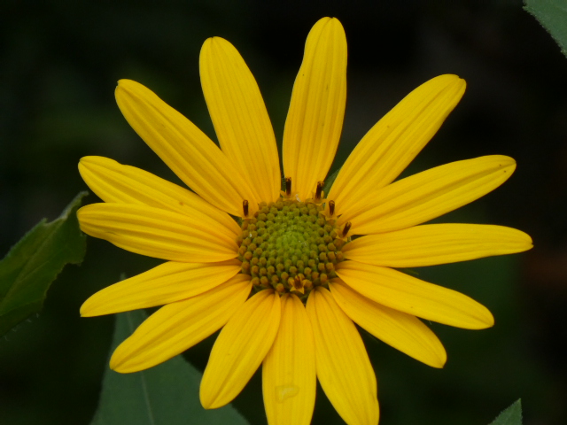ヒマワリの花