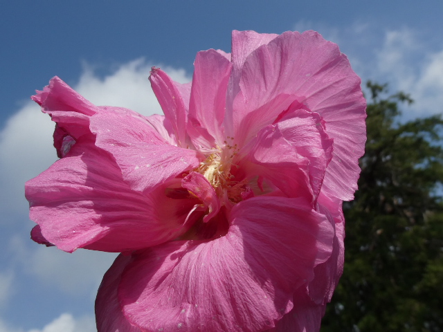 酔芙蓉の花