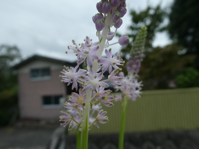 ツルボの花