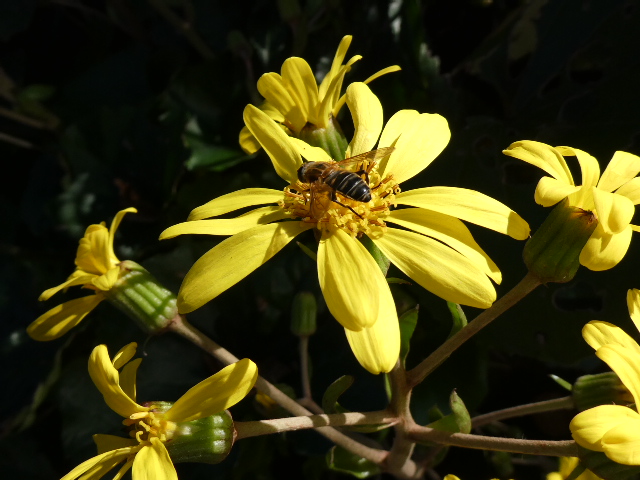 ツワブキとハチ