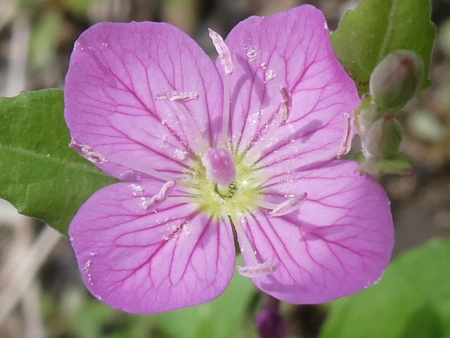 ユウゲショウの花
