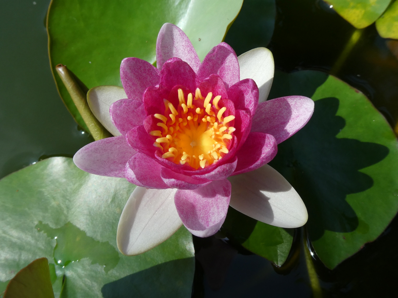 本日睡蓮開花しました。