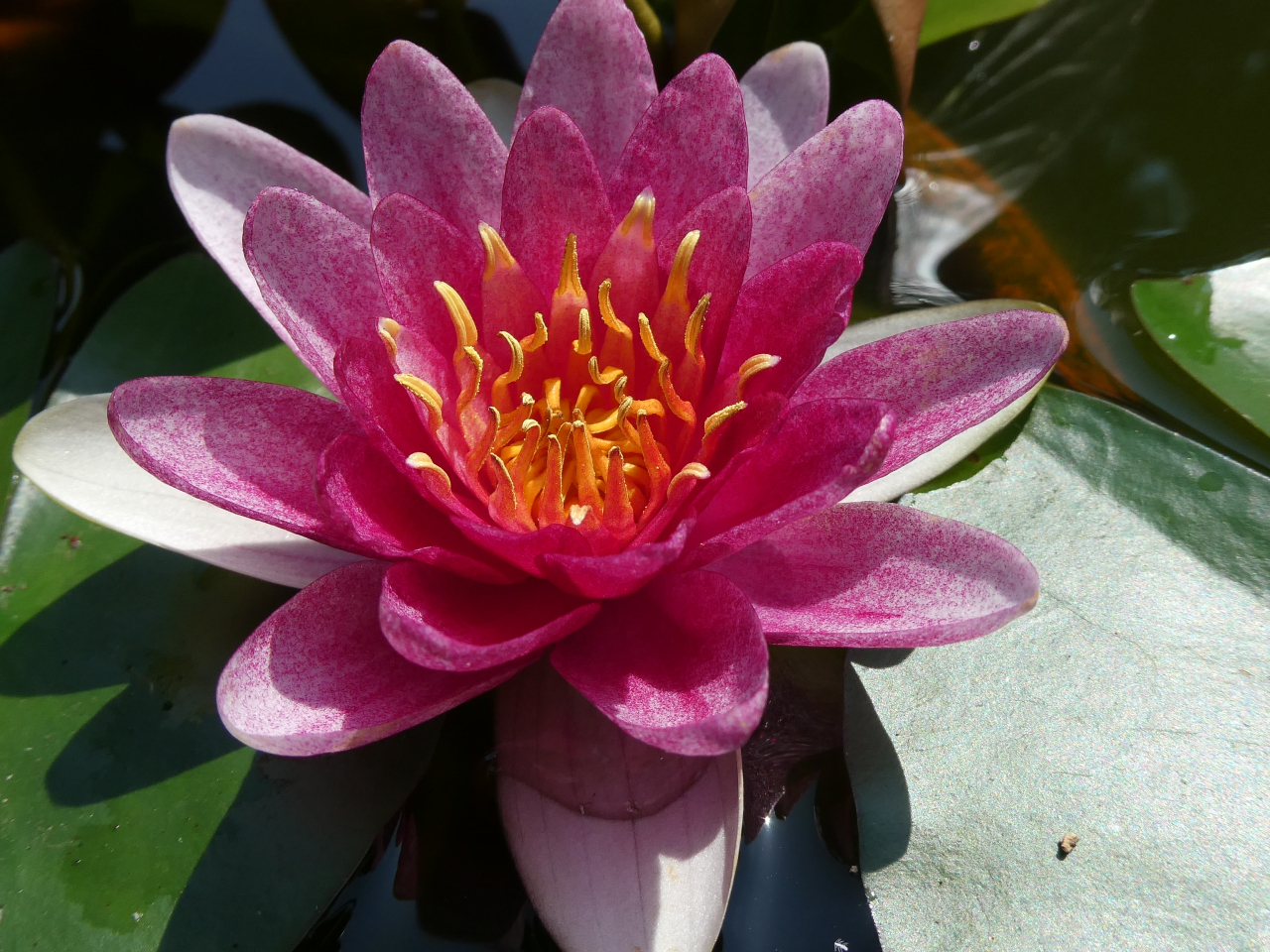 2025年6月19日の花