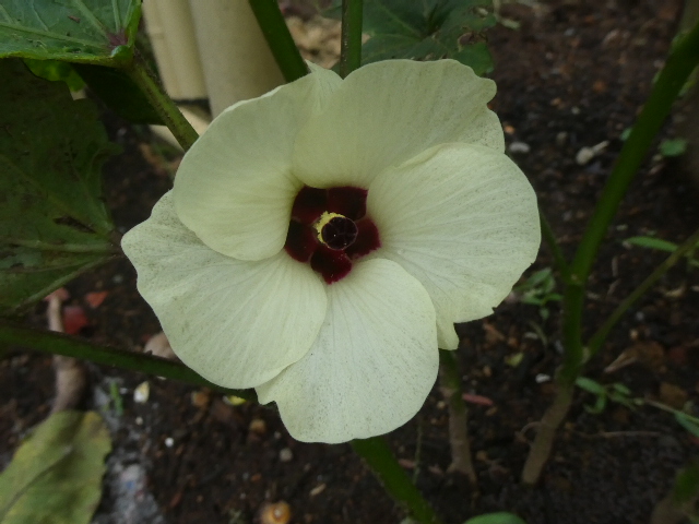 オクラの花