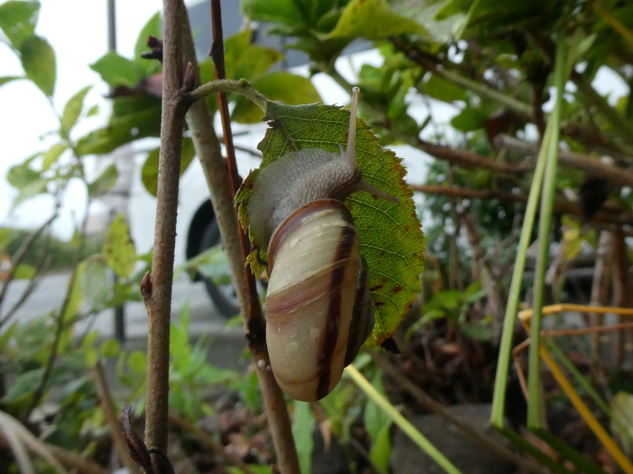 カタツムリ発見