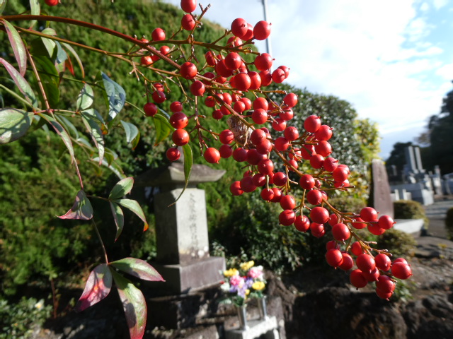 色付く南天の実