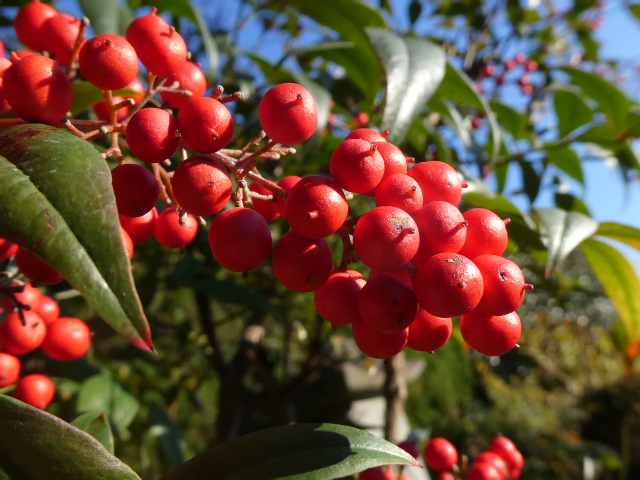 南天の実