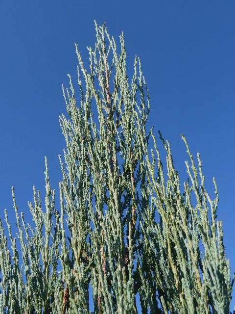 スカイロケット