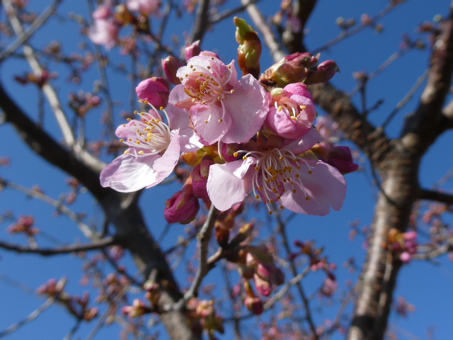 河津桜開花