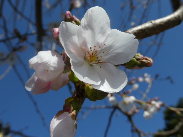 桜開花