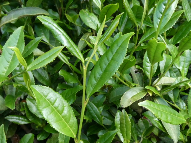 新芽のお茶