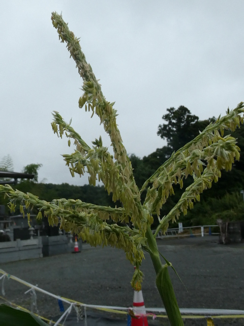 モロコシの花