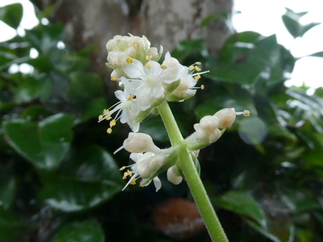 ヤブ茗荷の花