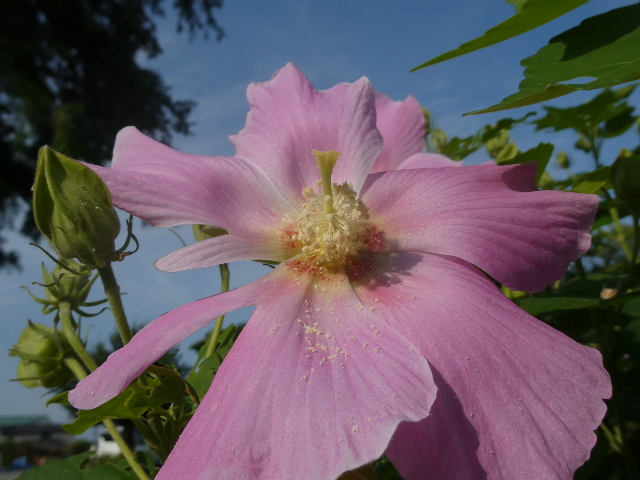 芙蓉
