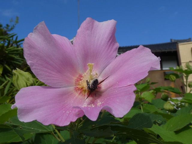 芙蓉にハチ