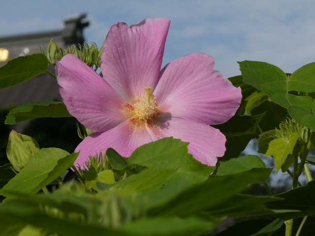 終わりに近い芙蓉