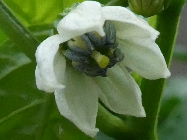 ピーマンの花