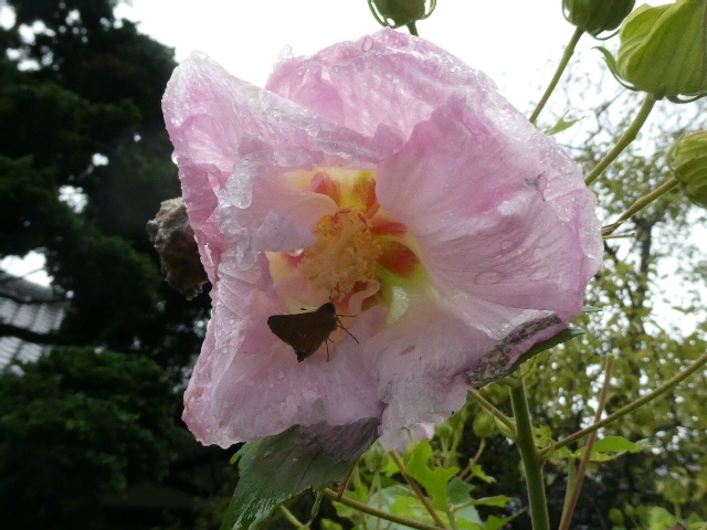 夕方の酔芙蓉