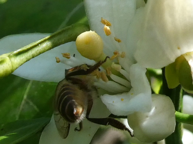 ミカンの花にハチ