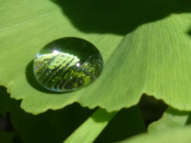 イチョウの葉に水玉
