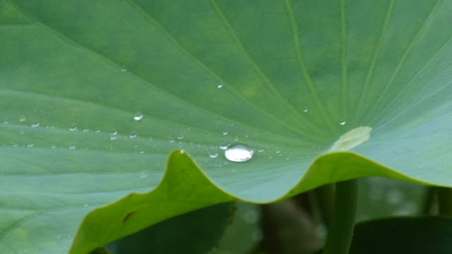 ハスの水玉