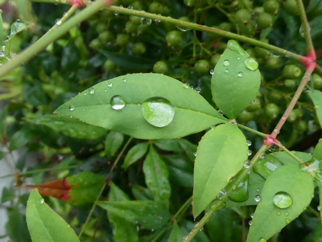 水玉